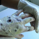 Illustration for article titled Russia's flesh-eating drug Krokodil actually has origins in America